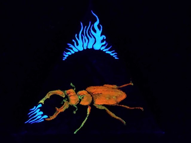 fluo24